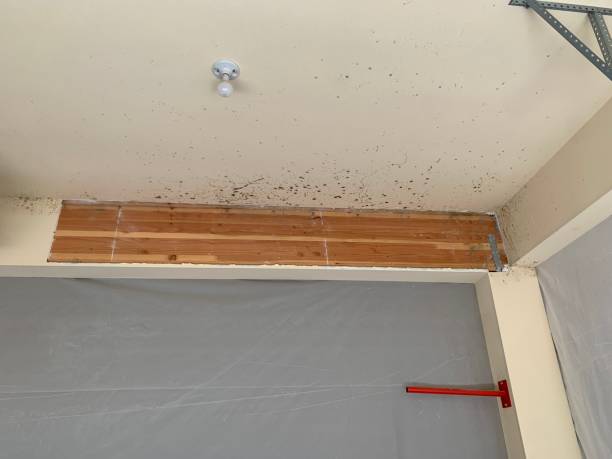 Mold Odor Removal Services in Arp, TX